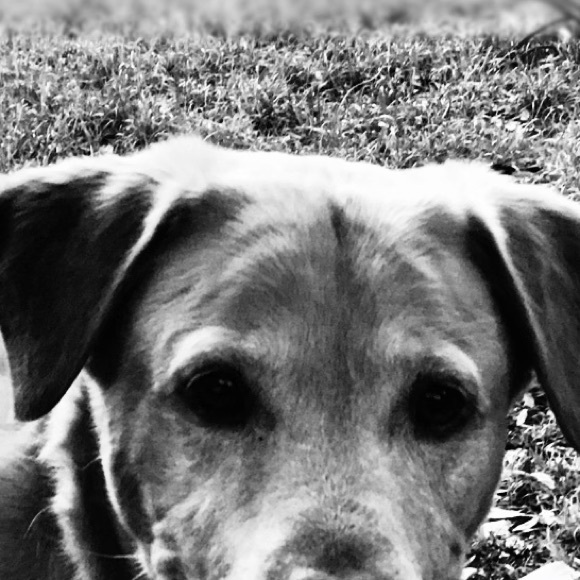 LAST CHANCE | NWT | Cabi 4519 High low crop - Picture 4 of 5